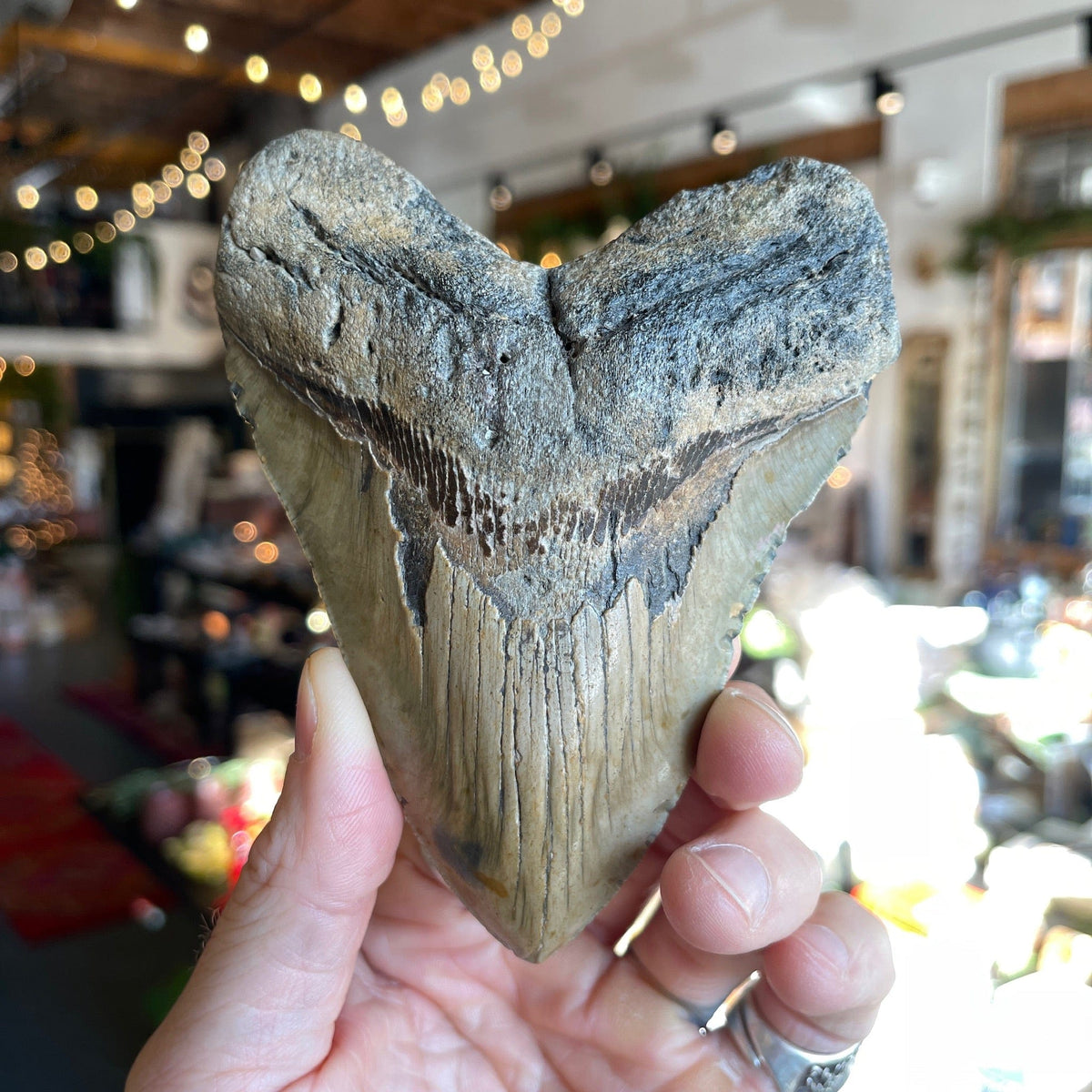 Ravenstone Crystals Megalodon Tooth &quot;Charles&quot;