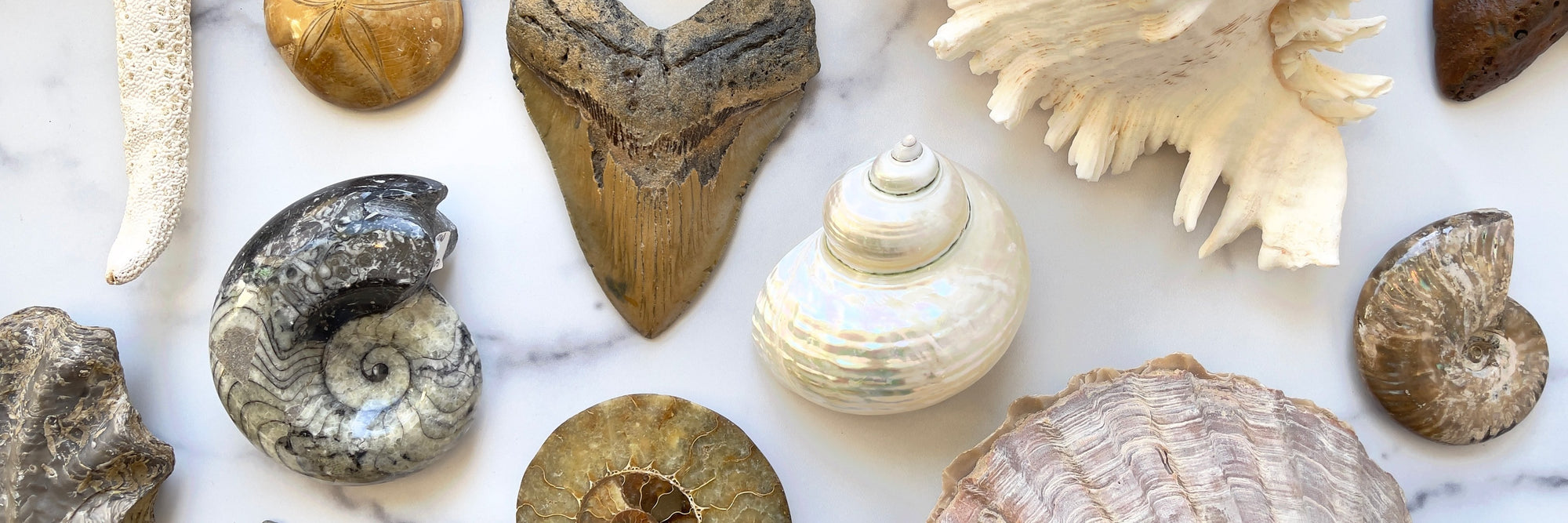 Fossils & Shells