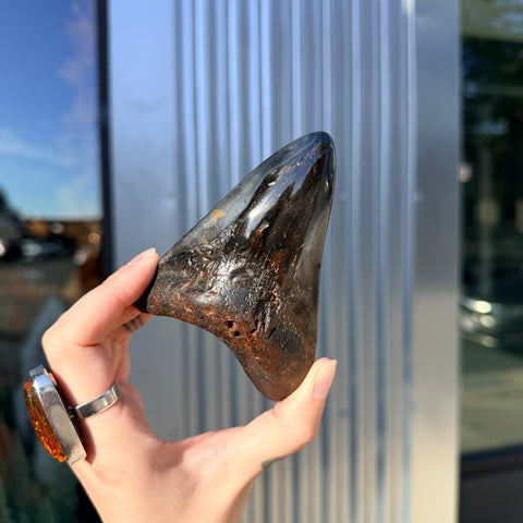 Megalodon Tooth "Barbara"