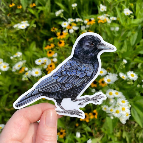 Allison Stoiser Art American Crow Sticker
