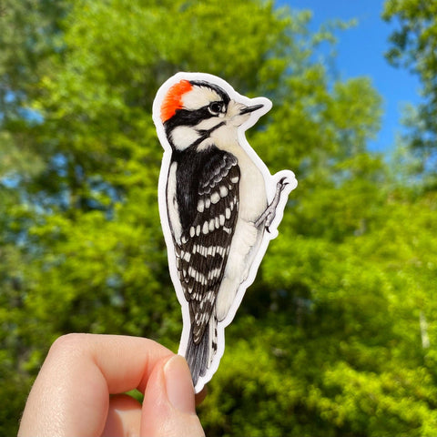 Allison Stoiser Art Downy Woodpecker Sticker