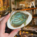 Eleanora Soroca A Footed Decoupage Shell Dish | Fish