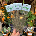 NAI Rue Leaf Resin Incense Sticks
