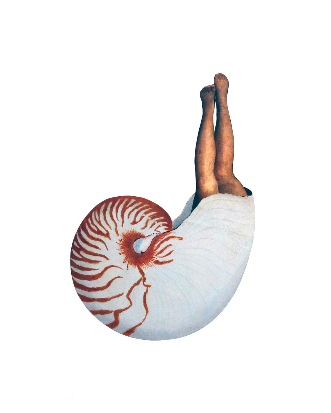Nature Morph Nautilus Print