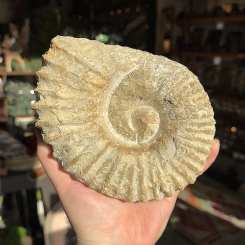 Rough Ammonite "Charlie"