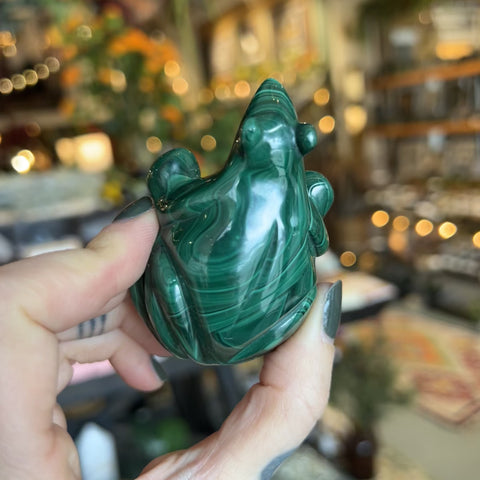 Malachite Frog "Justin"