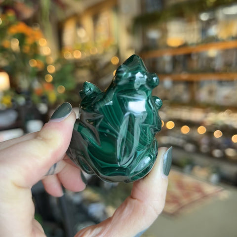 Malachite Frog "Brandon"