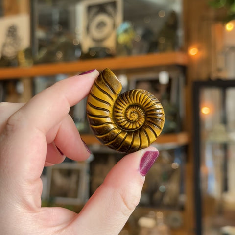 Tiger's Eye Ammonite