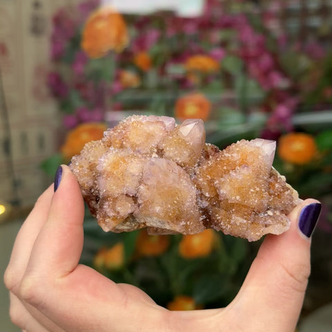 Cactus Amethyst "Nathan"
