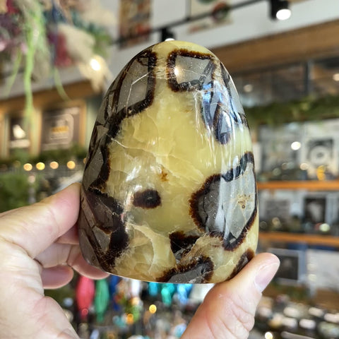 Septarian Stone "Kyle"