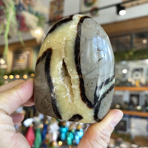 Septarian Stone "Gabby"