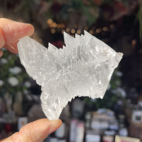 Angel Wing Selenite "Irving"