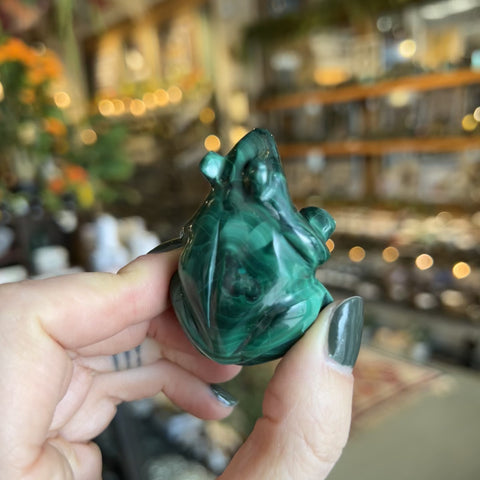 Malachite Frog "Larry"