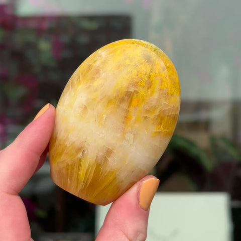 Bumblebee Jasper
