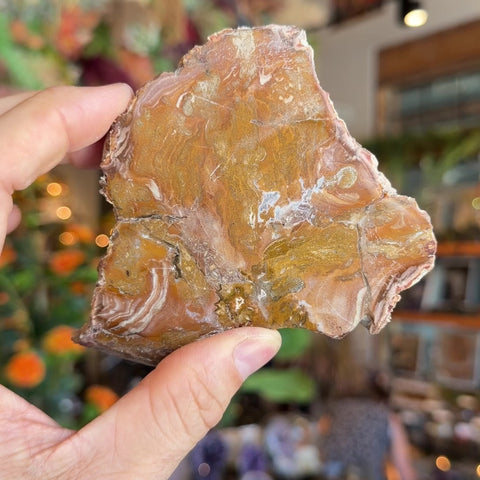 Petrified Wood "Kristen"