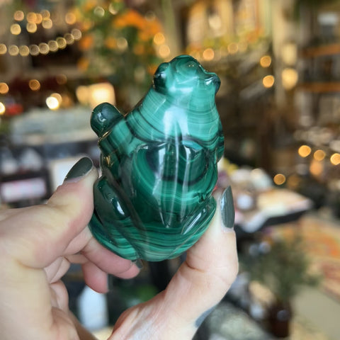 Malachite Frog "Cynthia"