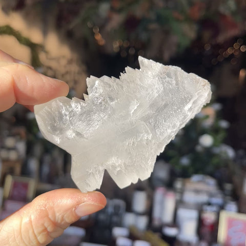 Angel Wing Selenite "Mark"