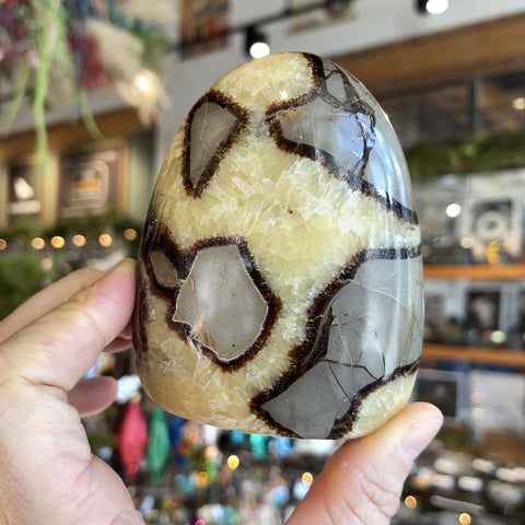 Septarian Stone "Wilma"