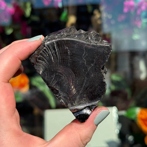 Ravenstone Crystals Elite Shungite "Ira"