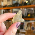 Ravenstone Crystals Libyan Desert Glass "Lisa"