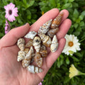Ravenstone Crystals Little Agatized Seashell