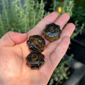 Ravenstone Crystals Little Tiger's Eye Pumpkin