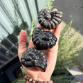 Ravenstone Crystals Obsidian Ammonite