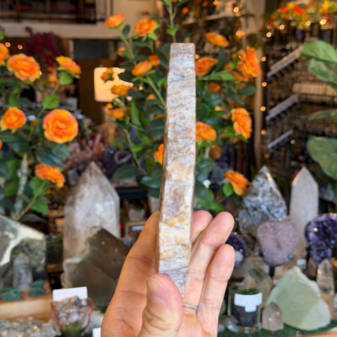 Ravenstone Crystals Petrified Wood "Steven"