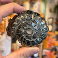 Ravenstone Crystals Pyrite Ammonite "Demi"