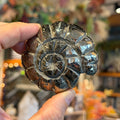 Ravenstone Crystals Pyrite Ammonite "Miley"