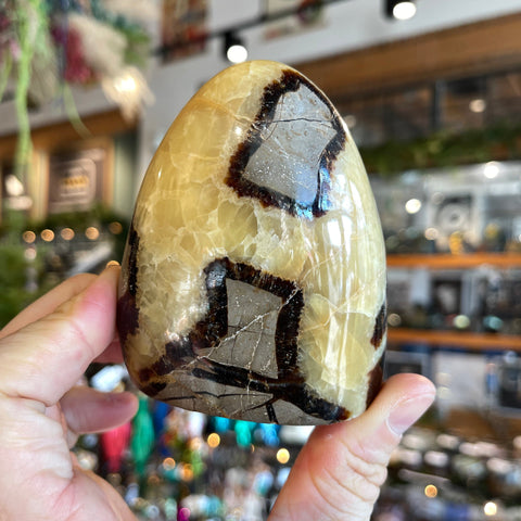 Ravenstone Crystals Septarian Stone "Bailey"