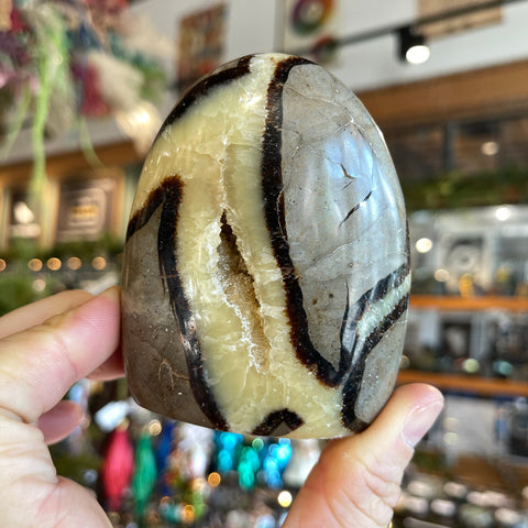 Ravenstone Crystals Septarian Stone "Gabby"