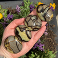 Ravenstone Crystals Size 1 Septarian Palm Stone