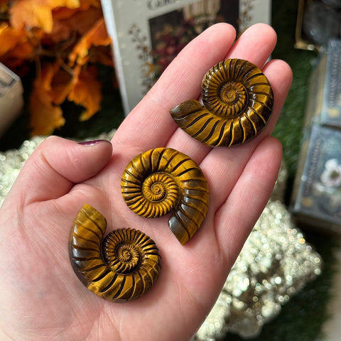 Ravenstone Crystals Tiger's Eye Ammonite