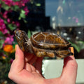 Ravenstone Crystals Tiger's Eye Turtle "Melinda"