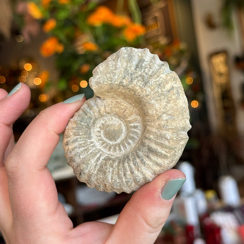 Ravenstone Crystals Rough Ammonite