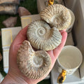 Ravenstone Crystals Rough Ammonite