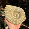 Ravenstone Crystals Rough Ammonite "Charlie"