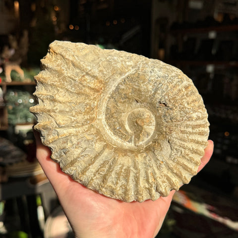 Ravenstone Crystals Rough Ammonite "Charlie"