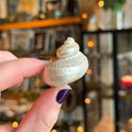 Ravenstone Curiosities Little Pearl Turbo Shell