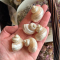 Ravenstone Curiosities Little Pearl Turbo Shell