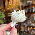 Ravenstone Curiosities Little Pink Mouth Murex Seashell