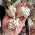 Ravenstone Curiosities Little Pink Mouth Murex Seashell
