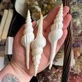 Ravenstone Curiosities Spindle Shell