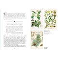 Simon and Schuster Sacred Herbs of Yule and Christmas