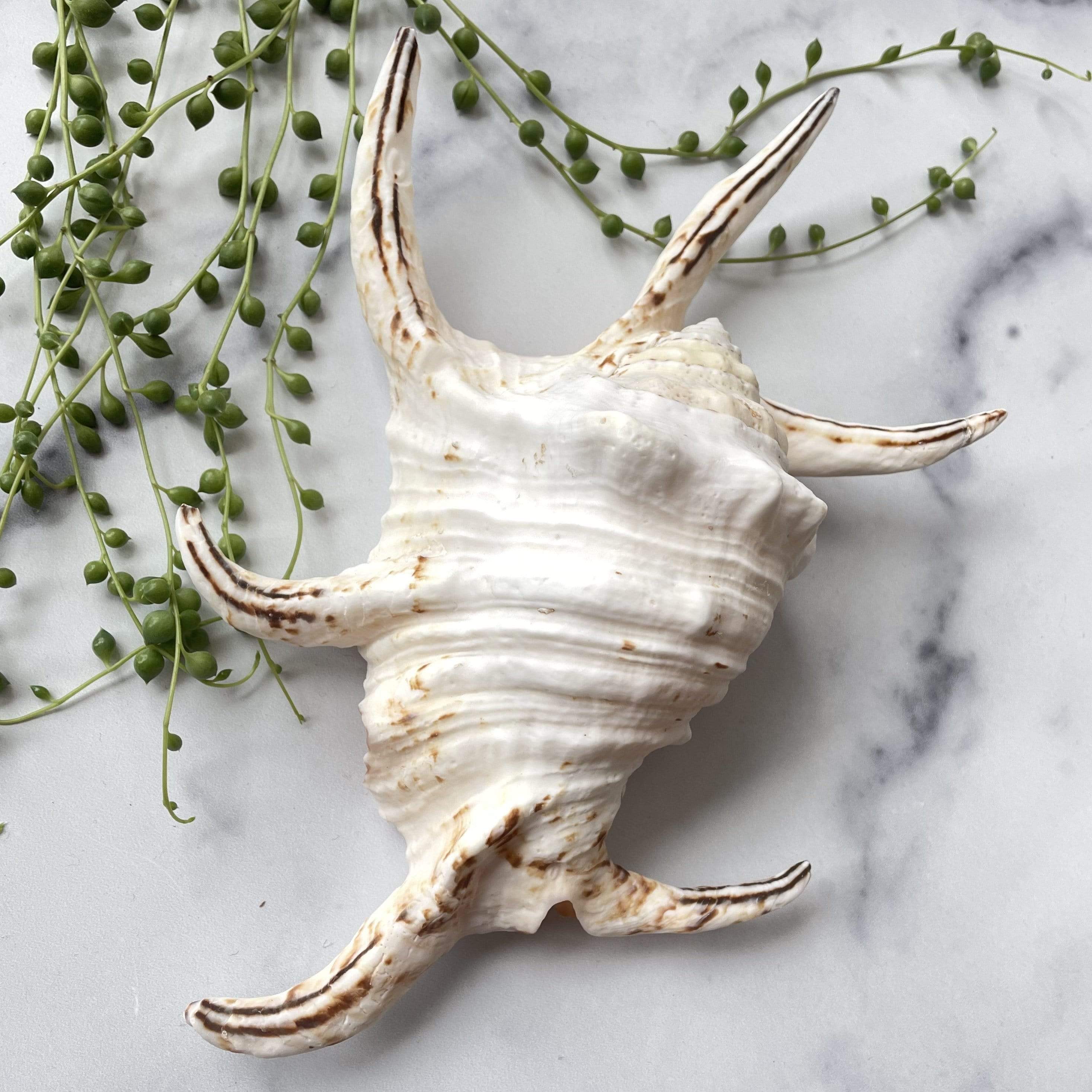Conch Shell