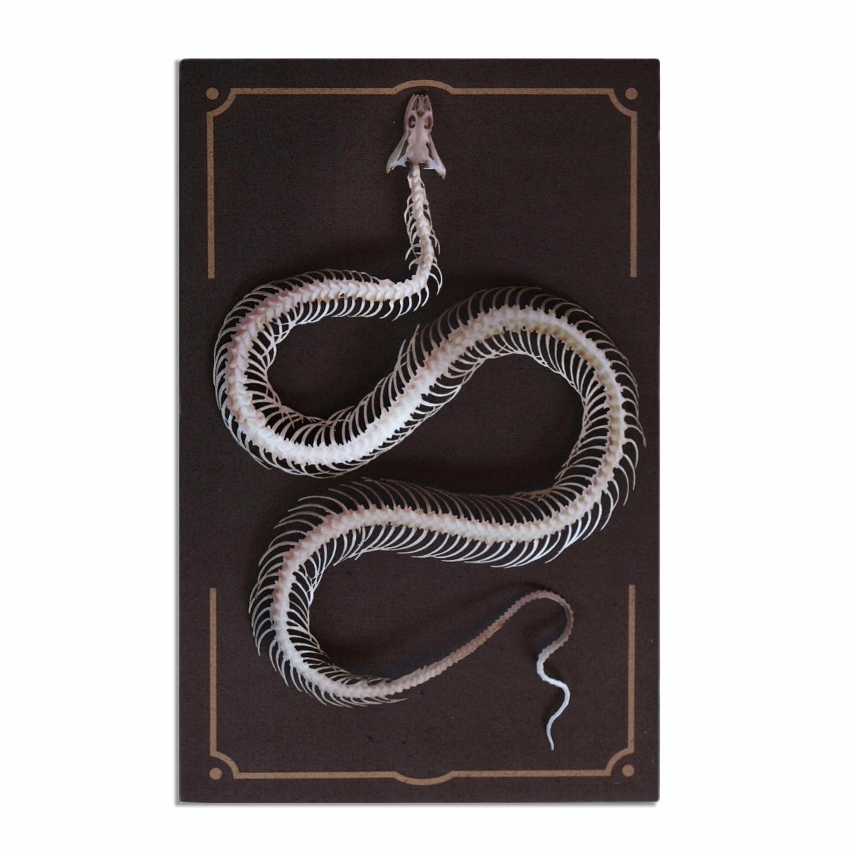 Moth and Myth &#39;Temptress&#39; Paper Snake Skeleton
