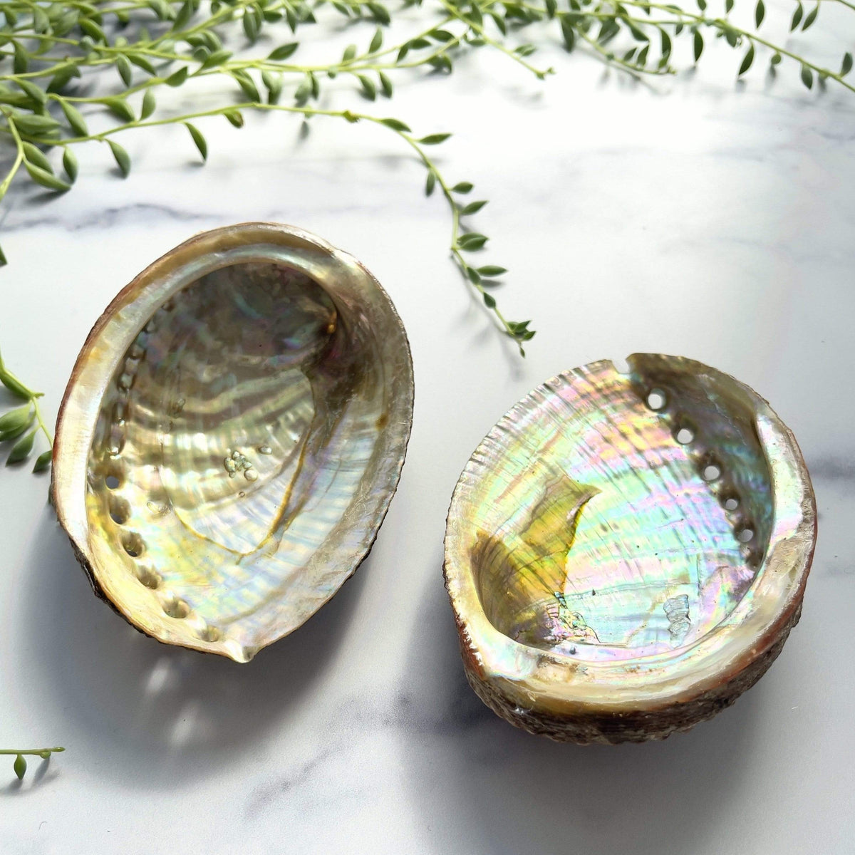 OI Red Abalone Shell