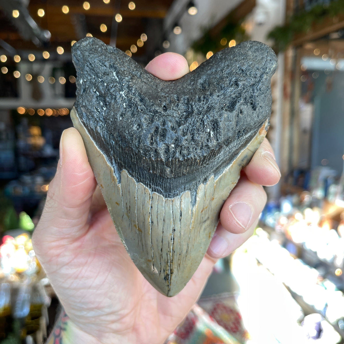 Ravenstone Crystals Megalodon Tooth &quot;Andricia&quot;