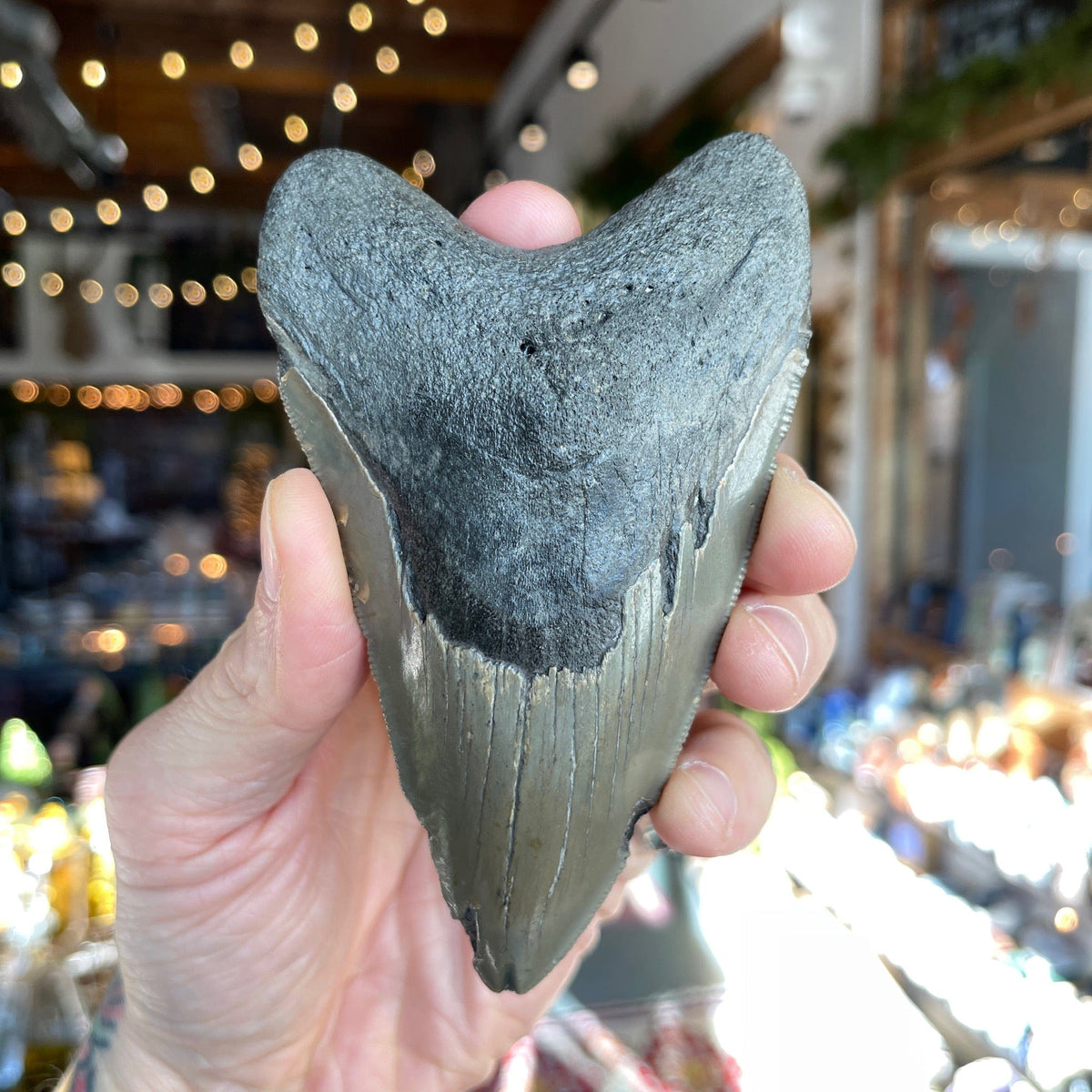 Ravenstone Crystals Megalodon Tooth &quot;Fiona&quot;